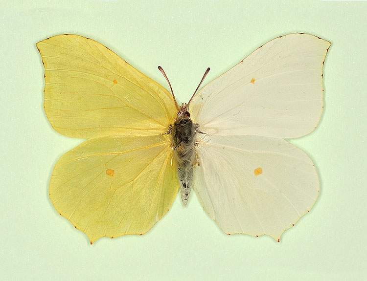 Gonepteryx rhamni (bilateral gynandromorph) (Internet Image property of respective owner, non-commercial use only)